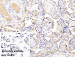 Hemoglobin Antibody in Immunohistochemistry (Paraffin) (IHC (P))