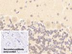 nNOS Polyclonal Antibody