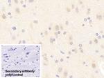 nNOS Antibody in Immunohistochemistry (Paraffin) (IHC (P))