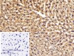 Apolipoprotein C1 Antibody in Immunohistochemistry (Paraffin) (IHC (P))