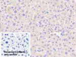 Apolipoprotein A5 Polyclonal Antibody