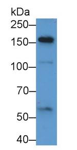 A2ML1 Polyclonal Antibody