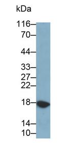 RNASE3 Polyclonal Antibody