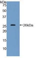 CD200 Antibody in Western Blot (WB)