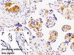 Hemoglobin alpha-1 Antibody in Immunohistochemistry (Paraffin) (IHC (P))
