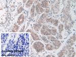 Nidogen 2 Polyclonal Antibody