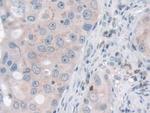 Nidogen 2 Antibody in Immunohistochemistry (Paraffin) (IHC (P))