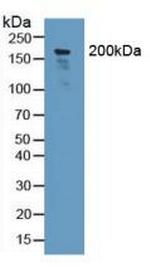 Nidogen 2 Antibody in Western Blot (WB)