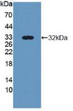 Nidogen 2 Antibody in Western Blot (WB)
