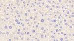 Complement C4b Antibody in Immunohistochemistry (Paraffin) (IHC (P))