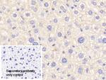 Complement C4b Antibody in Immunohistochemistry (Paraffin) (IHC (P))