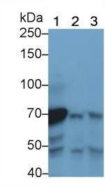 Complement C4b Antibody in Western Blot (WB)