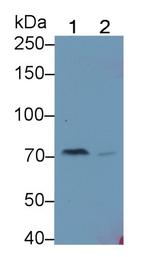 Complement C4b Antibody in Western Blot (WB)