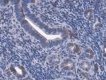 GBP4 Polyclonal Antibody