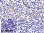 MTCO2 Antibody in Immunohistochemistry (Paraffin) (IHC (P))