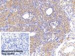 MTCO2 Antibody in Immunohistochemistry (Paraffin) (IHC (P))