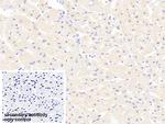 Myosin heavy chain 1 Antibody in Immunohistochemistry (Paraffin) (IHC (P))