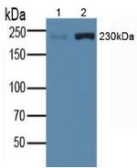 Myosin heavy chain 1 Antibody in Western Blot (WB)