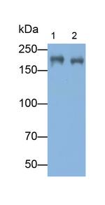 Myosin heavy chain 1 Antibody in Western Blot (WB)