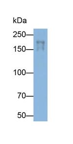 Myosin heavy chain 1 Antibody in Western Blot (WB)
