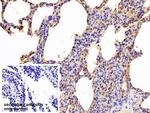 ICAM-1 Antibody in Immunohistochemistry (Paraffin) (IHC (P))