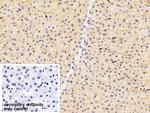 ICAM-1 Antibody in Immunohistochemistry (Paraffin) (IHC (P))