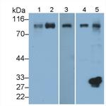 ICAM-1 Antibody in Western Blot (WB)