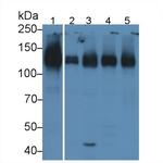 ICAM-1 Antibody in Western Blot (WB)