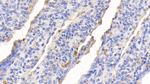 Hemoglobin Antibody in Immunohistochemistry (Paraffin) (IHC (P))