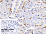 Hemoglobin Antibody in Immunohistochemistry (Paraffin) (IHC (P))