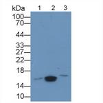 Galectin 5 Polyclonal Antibody