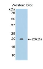 Galectin 5 Antibody in Western Blot (WB)