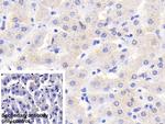 RBP5 Antibody in Immunohistochemistry (Paraffin) (IHC (P))