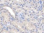 ANGPTL1 Antibody in Immunohistochemistry (Paraffin) (IHC (P))
