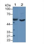 ANGPTL1 Antibody in Western Blot (WB)