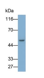 ANGPTL1 Antibody in Western Blot (WB)