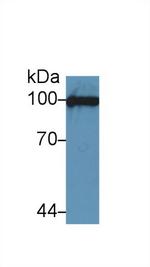 VCAM-1 Antibody in Western Blot (WB)