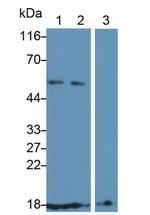 CD59 Polyclonal Antibody