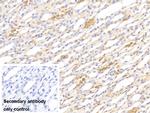 Hemoglobin Antibody in Immunohistochemistry (Paraffin) (IHC (P))