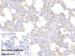 Hemoglobin Antibody in Immunohistochemistry (Paraffin) (IHC (P))