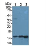 Galectin 7 Antibody in Western Blot (WB)