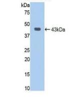 Jagged1 Polyclonal Antibody