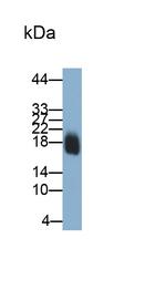 Pleiotrophin Antibody in Western Blot (WB)