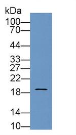 Pleiotrophin Antibody in Western Blot (WB)