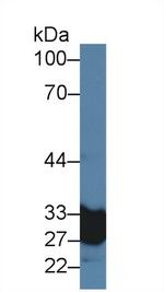 Carbonic Anhydrase VA Antibody in Western Blot (WB)
