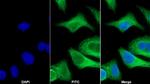 Carbonic Anhydrase IV Antibody in Immunocytochemistry (ICC/IF)