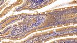 Carbonic Anhydrase IV Antibody in Immunohistochemistry (Paraffin) (IHC (P))