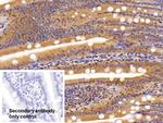 Carbonic Anhydrase IV Antibody in Immunohistochemistry (Paraffin) (IHC (P))