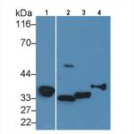 Carbonic Anhydrase IV Antibody in Western Blot (WB)