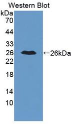 Carbonic Anhydrase IV Antibody in Western Blot (WB)